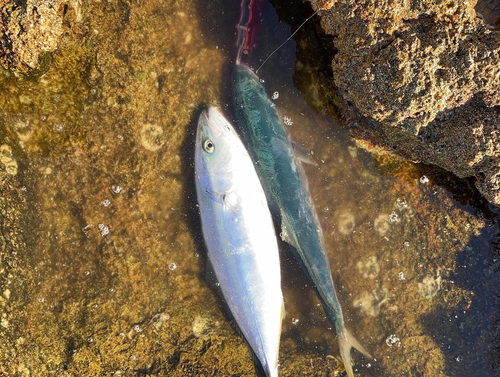 ハマチの釣果