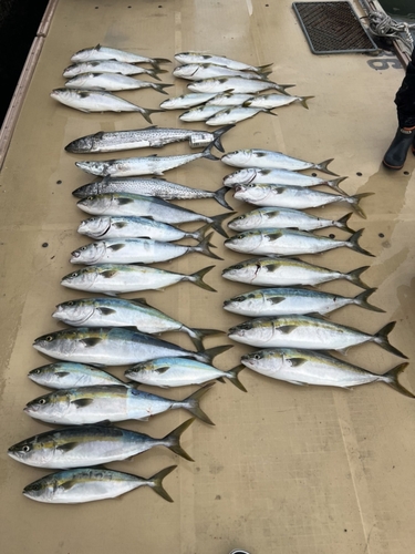 アマダイの釣果