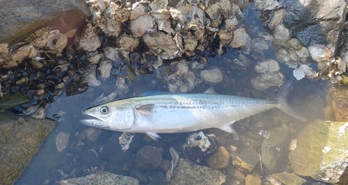 サゴシの釣果