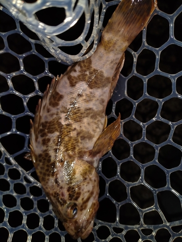 タケノコメバルの釣果