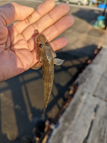 マハゼの釣果