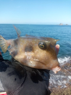 ウミスズメの釣果