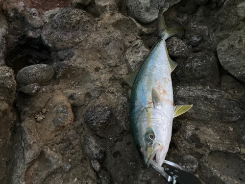 ツバスの釣果