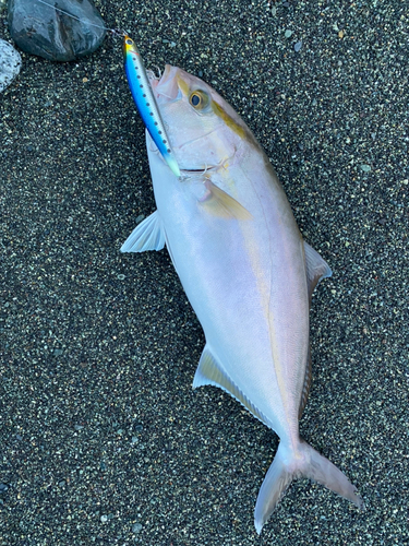 ショゴの釣果