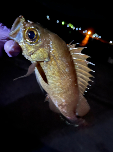 メバルの釣果