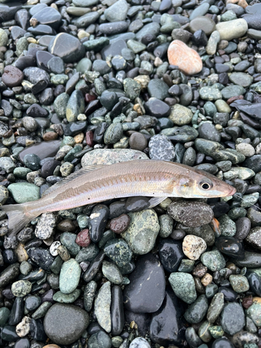 キスの釣果