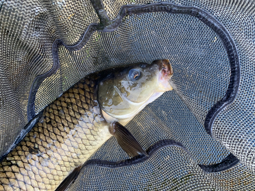 コイの釣果