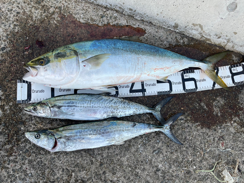 ブリの釣果