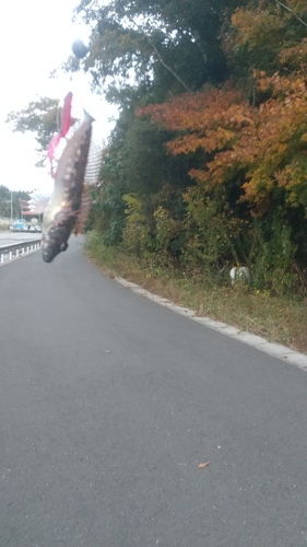 アサヒアナハゼの釣果