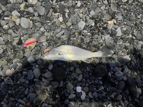 オオニベの釣果