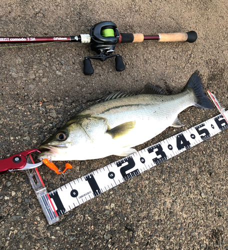 シーバスの釣果