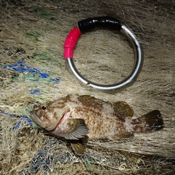 魚トリオの釣果