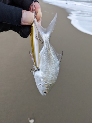 コバンアジの釣果