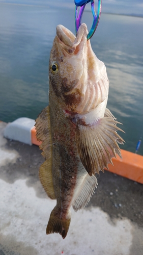 アイナメの釣果