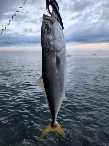 ハマチの釣果