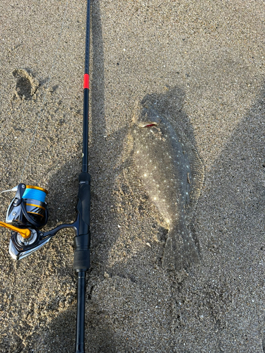 ソゲの釣果