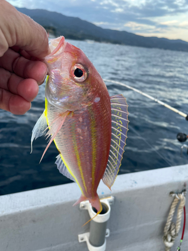 ソコイトヨリの釣果