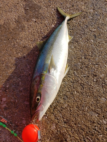 ブリの釣果