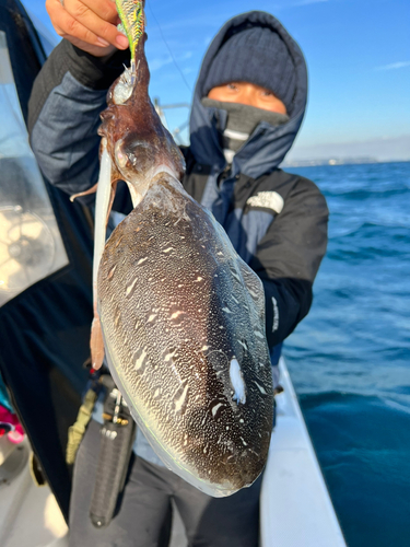 モンゴウイカの釣果