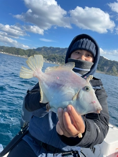 カワハギの釣果