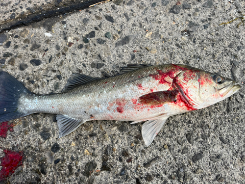 スズキの釣果