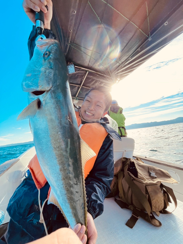 ブリの釣果