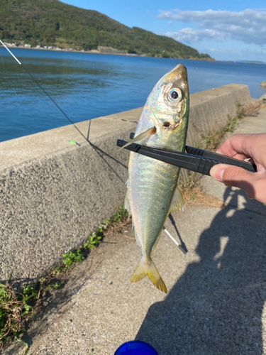 マルアジの釣果