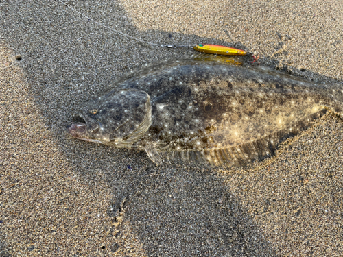 ヒラメの釣果