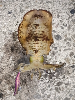 アオリイカの釣果