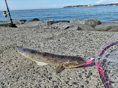 エソの釣果