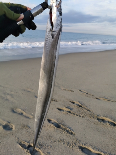 タチウオの釣果