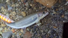 アユの釣果