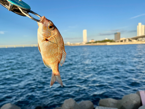 チャリコの釣果