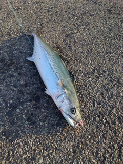 サゴシの釣果