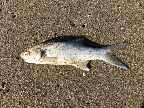 ツバメコノシロの釣果