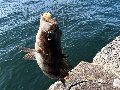 メバルの釣果