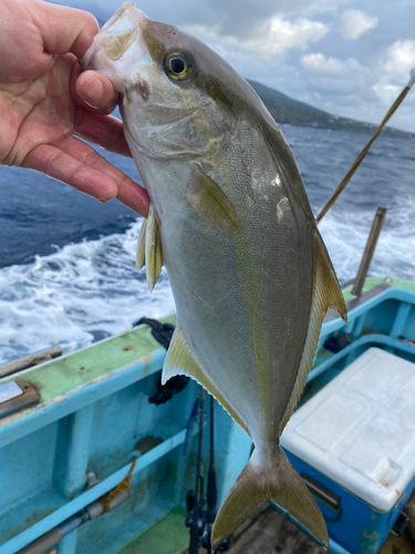 カンパチの釣果