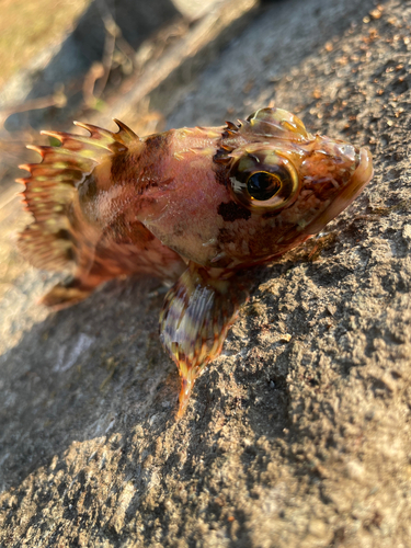 カサゴの釣果