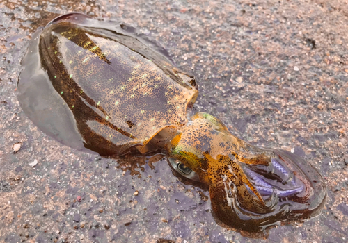 アオリイカの釣果