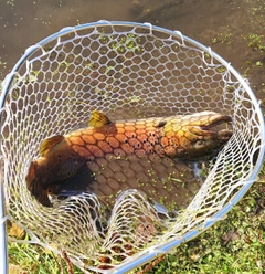 ブラウントラウトの釣果