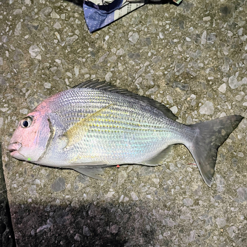 ヘダイの釣果