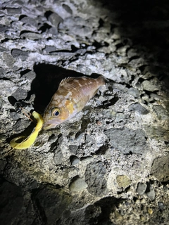 エゾメバルの釣果