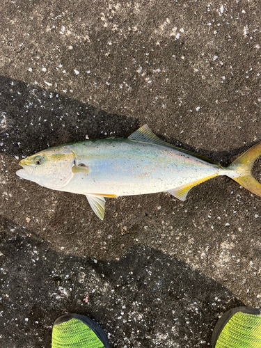 ハマチの釣果