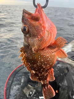 ウッカリカサゴの釣果