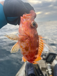 ウッカリカサゴの釣果