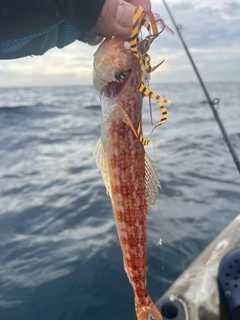 エソの釣果