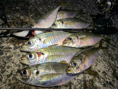 アジの釣果