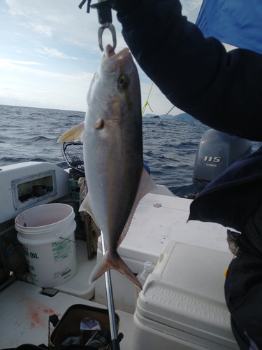 カンパチの釣果