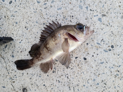 メバルの釣果