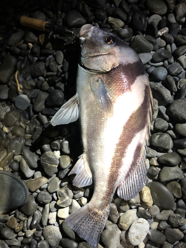 コショウダイの釣果